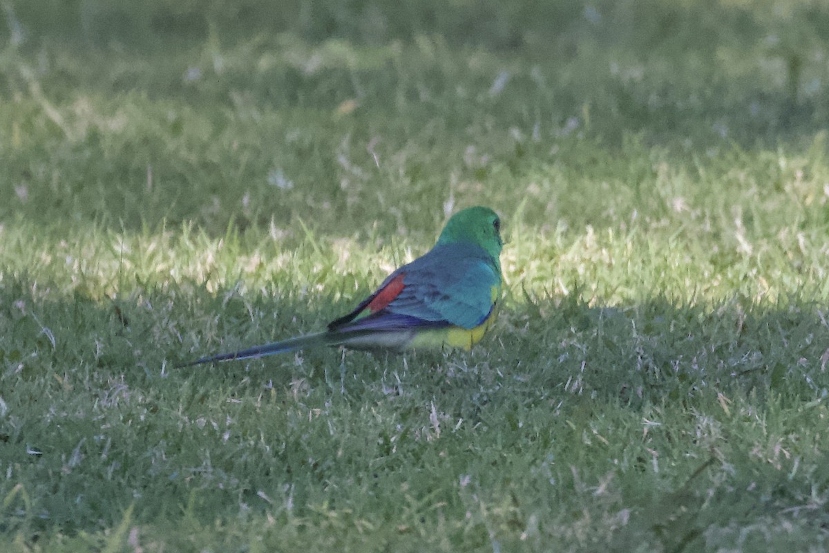 Red-rumped Parrot - Jim Stone