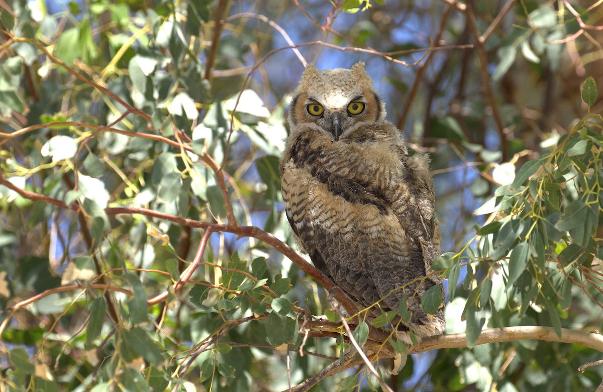 Great Horned Owl - ML57773641