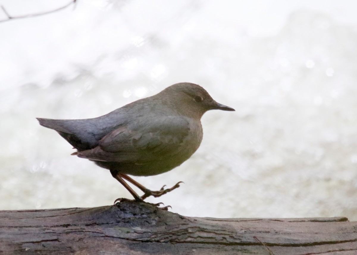 American Dipper - ML577736621