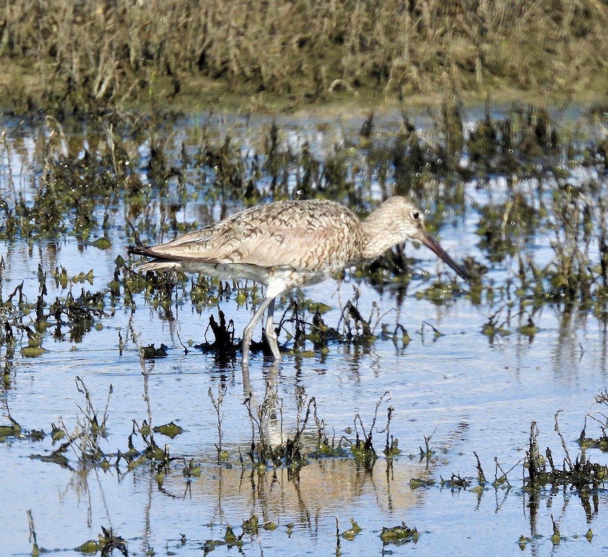 Willet - ML577737211