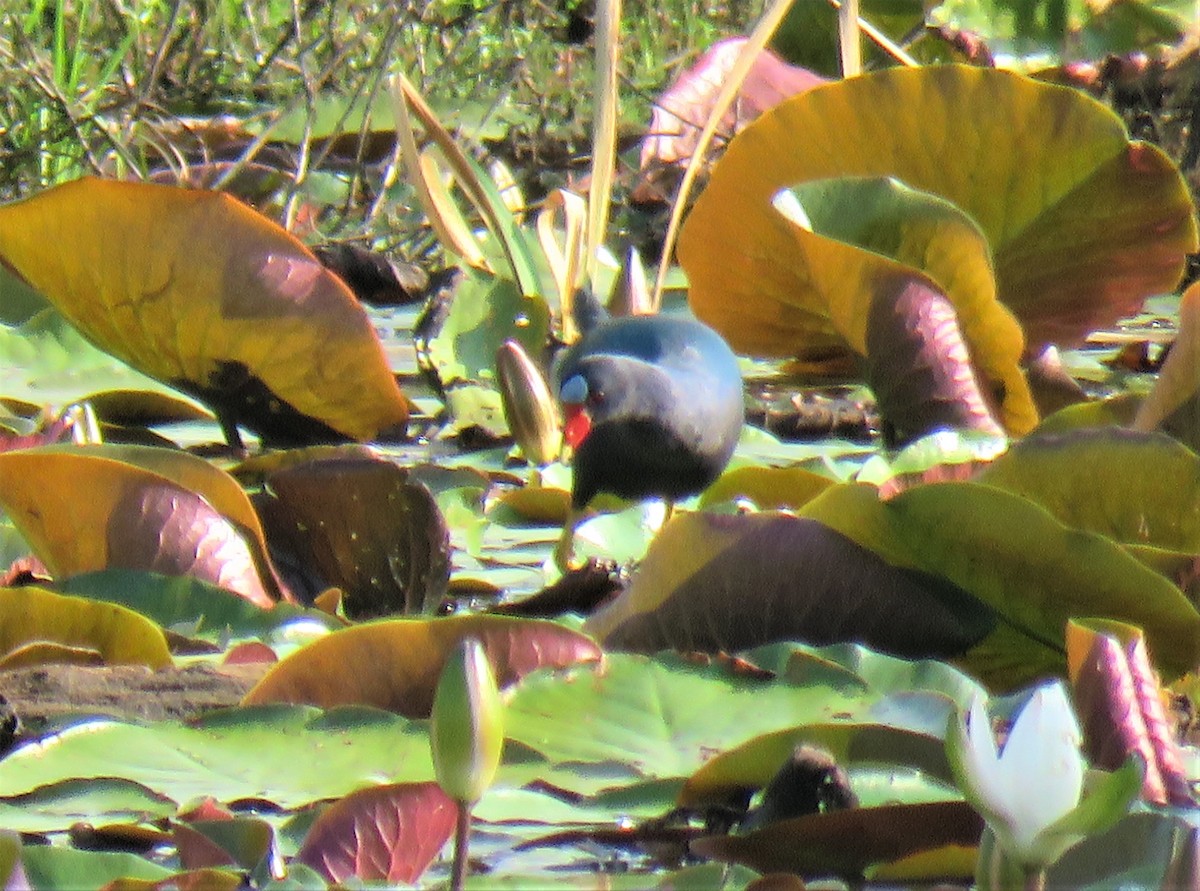 Purple Gallinule - Ken Hare