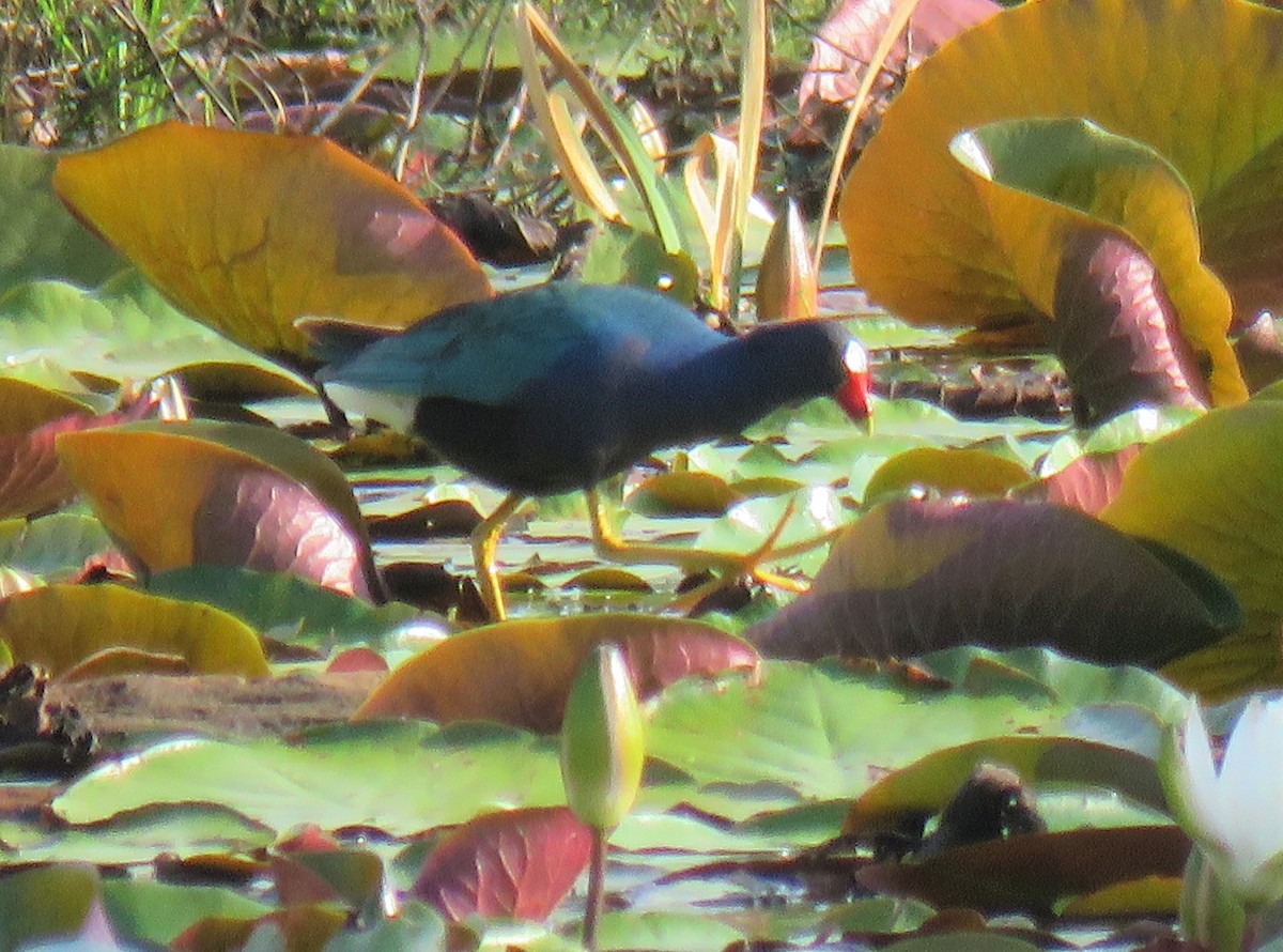 Purple Gallinule - ML577737811