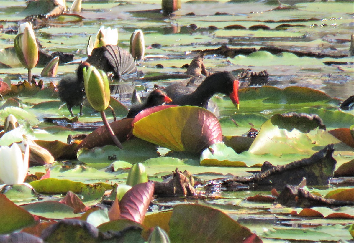 Common Gallinule - Ken Hare