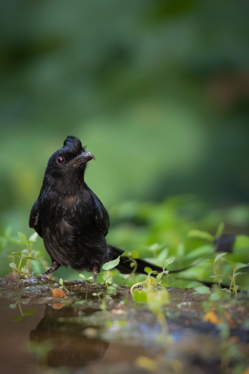 drongo vlajkový - ML577737941