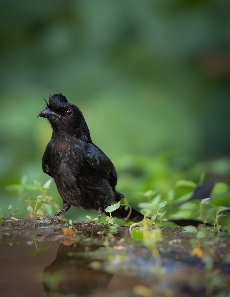 drongo vlajkový - ML577737951