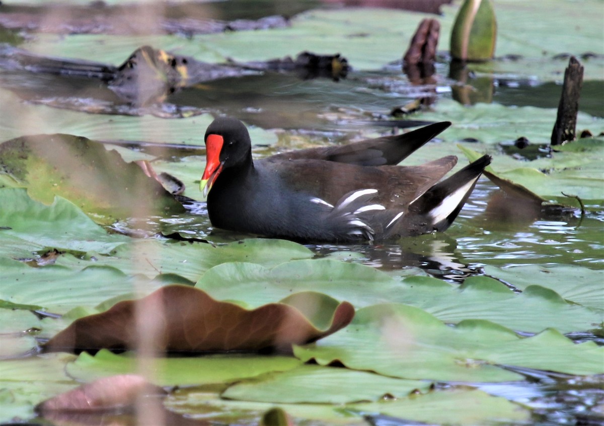 Common Gallinule - ML577737961