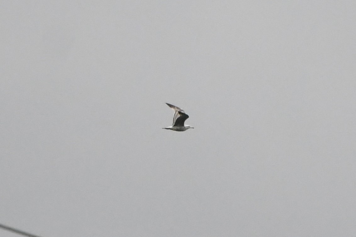 goéland sp. (Larus sp.) - ML577738091