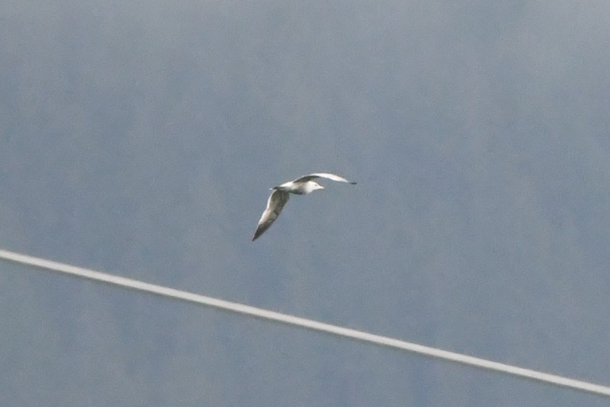 Larus sp. - ML577738101