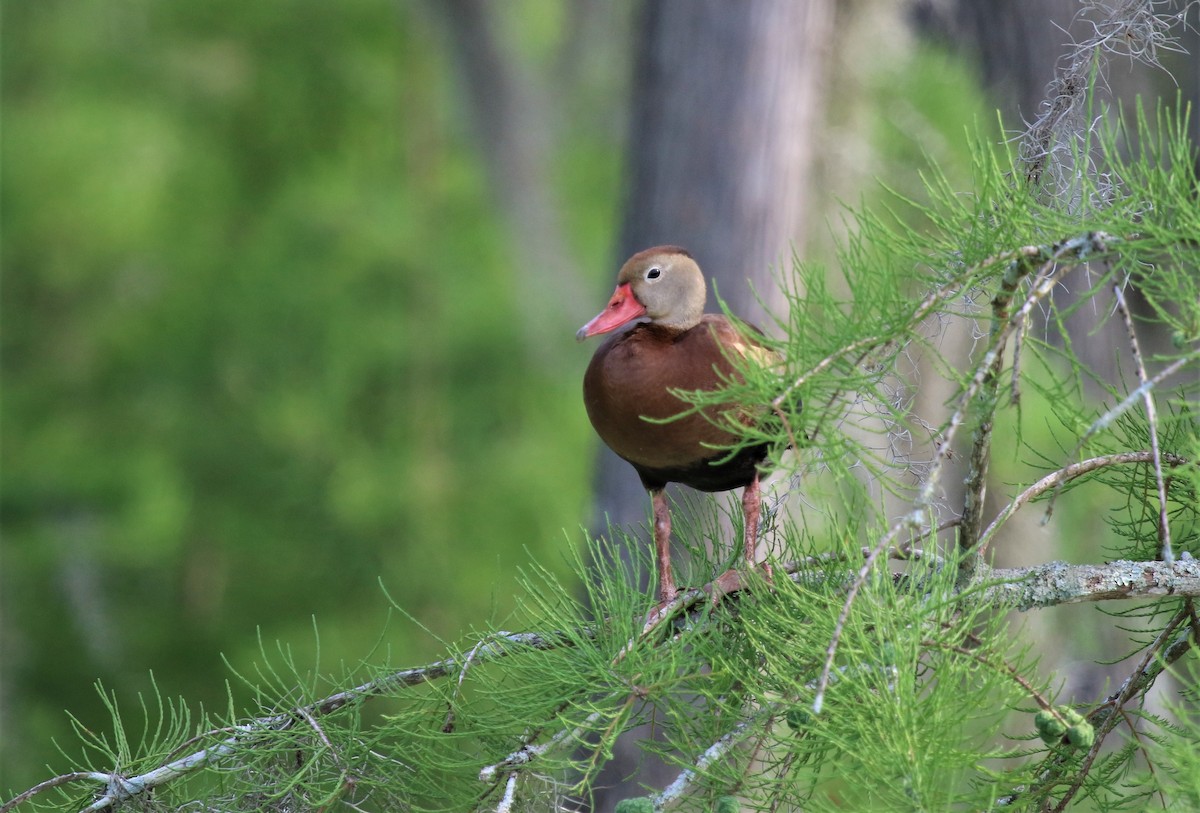 Black-bellied Whistling-Duck - ML577738171