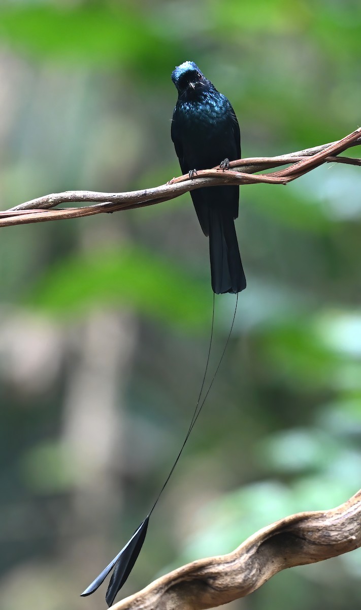Lesser Racket-tailed Drongo - peng su