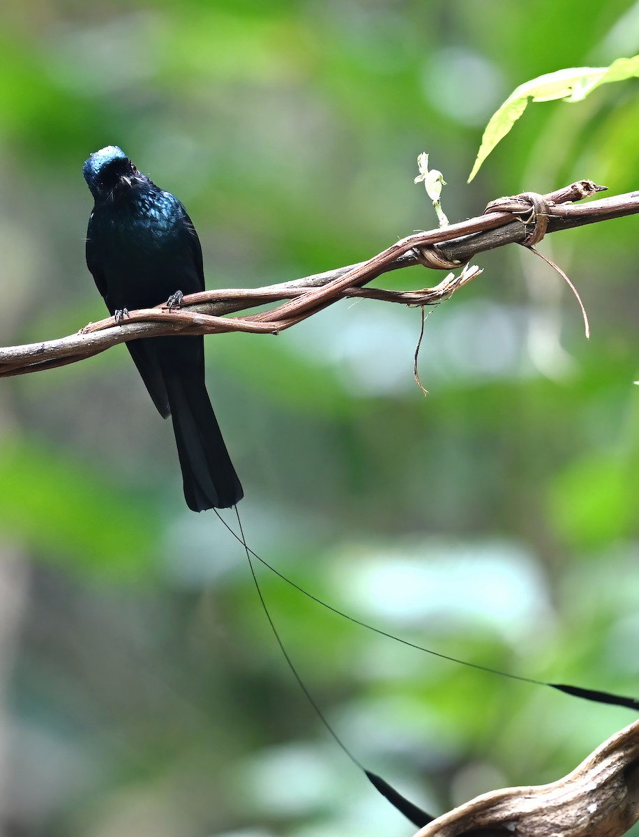 Lesser Racket-tailed Drongo - ML577738771
