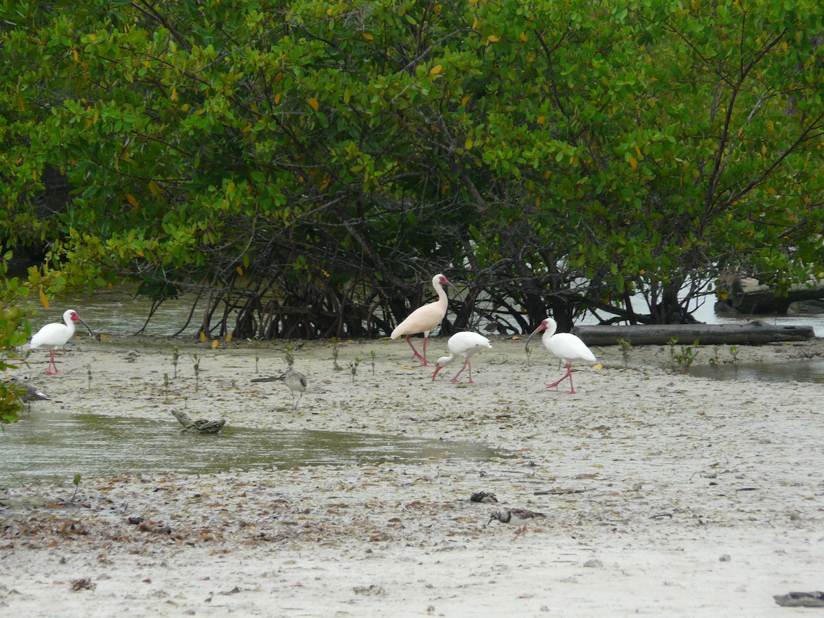 White Ibis - ML577739241