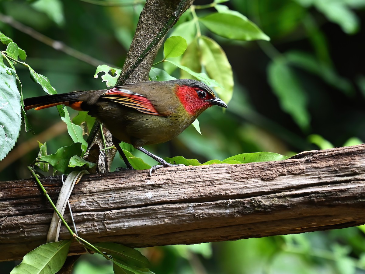 Scarlet-faced Liocichla - ML577741201