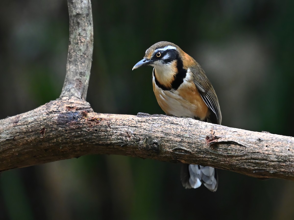 Lesser Necklaced Laughingthrush - ML577741281