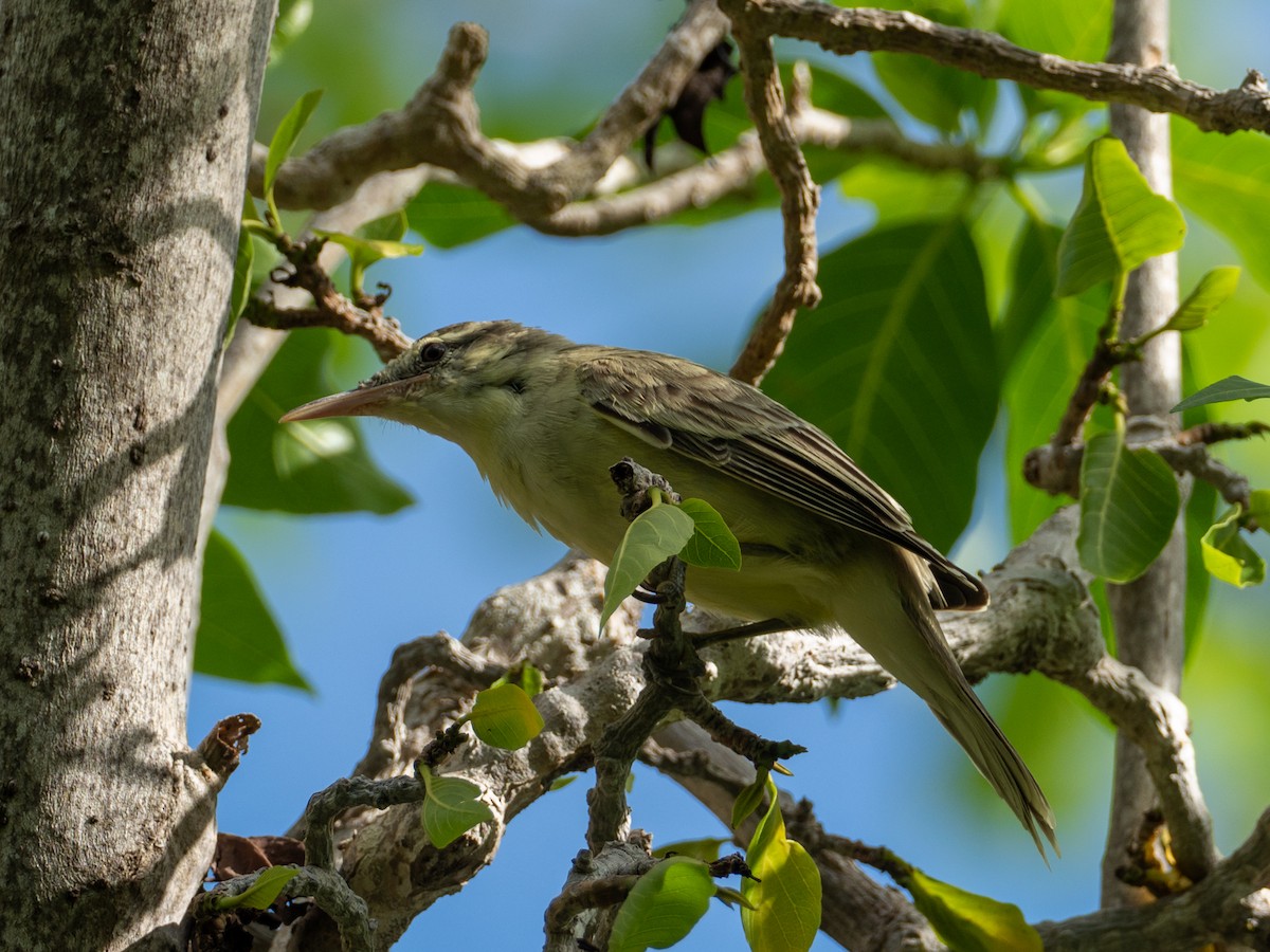 Southern Marquesan Reed Warbler - ML577741861