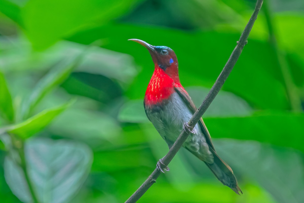 Vigors's Sunbird - Rajkumar Das