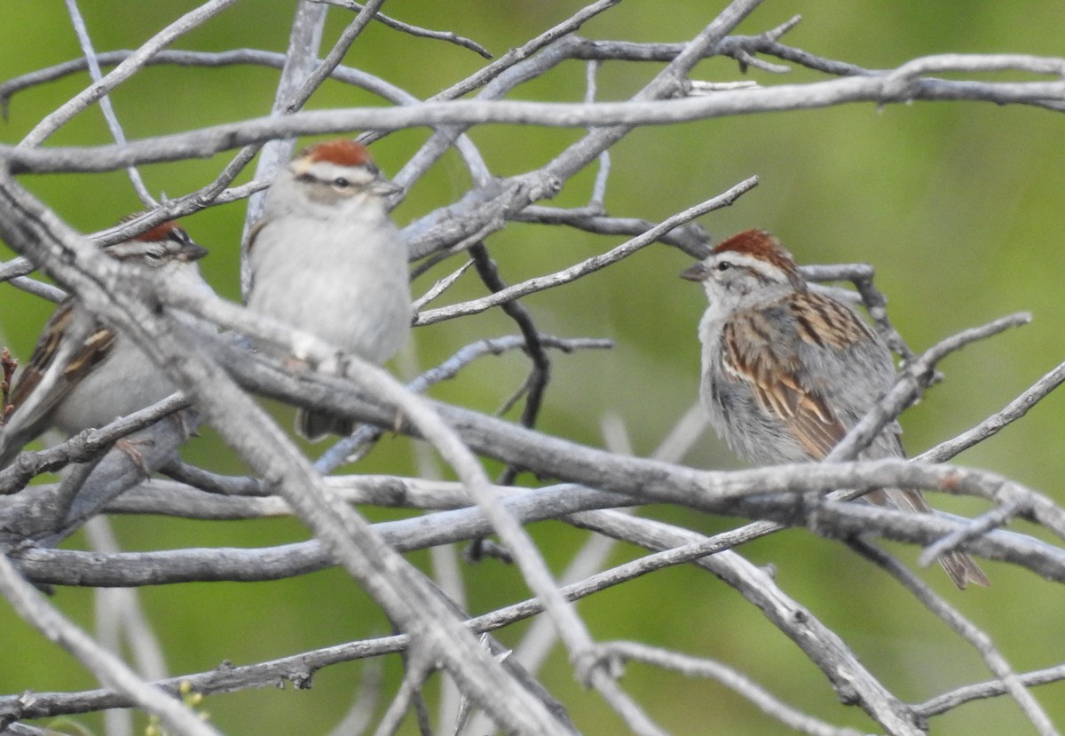 Chipping Sparrow - Shane Sater