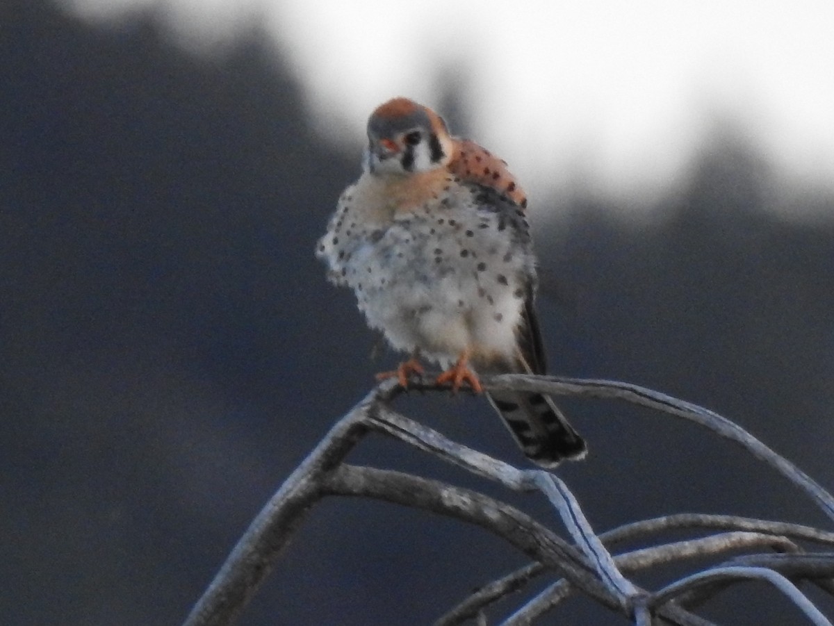 American Kestrel - Shane Sater