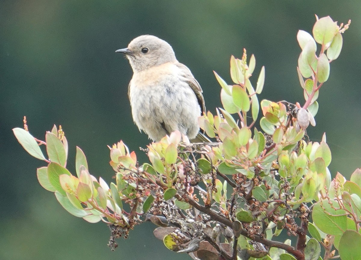 Warbling Vireo - Chandra Go