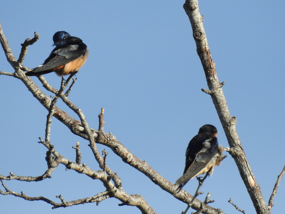 Barn Swallow - Shane Sater