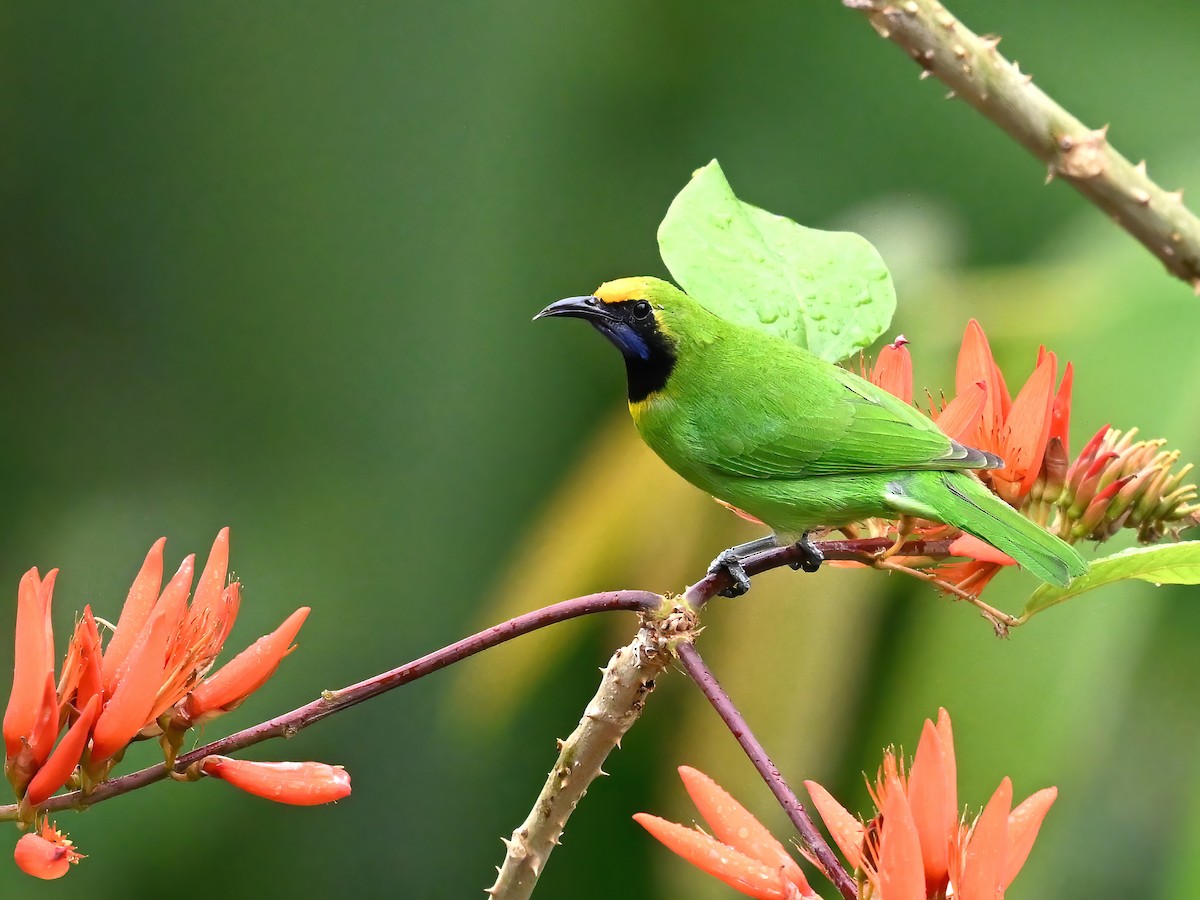 Golden-fronted Leafbird - ML577743171