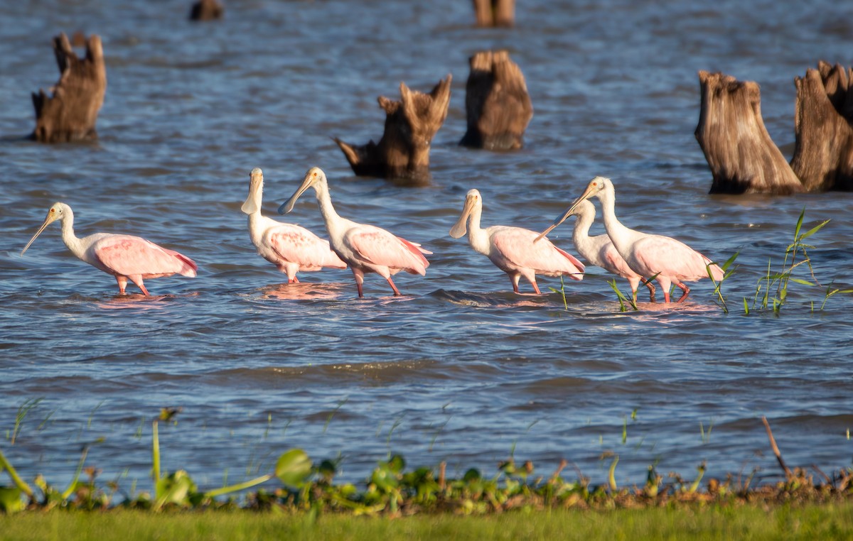 Roseate Spoonbill - ML577743771