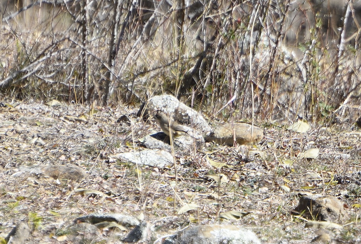 silkehvitmaske - ML577743951