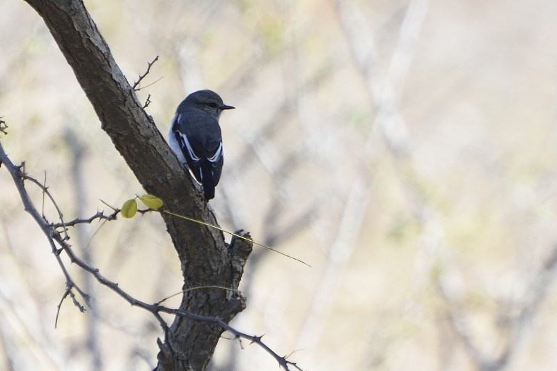 kutteflueskvett - ML577743981