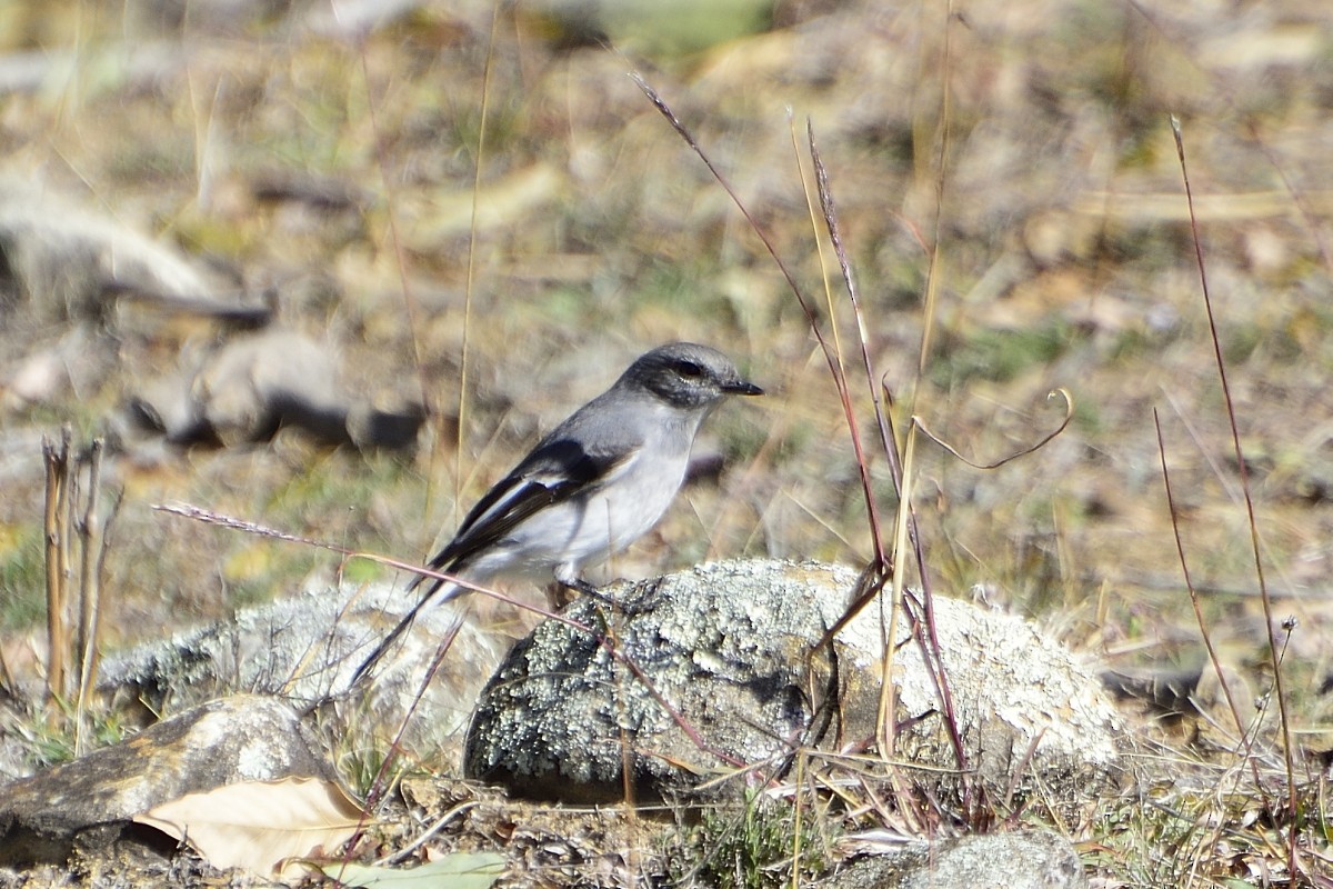 kutteflueskvett - ML577743991