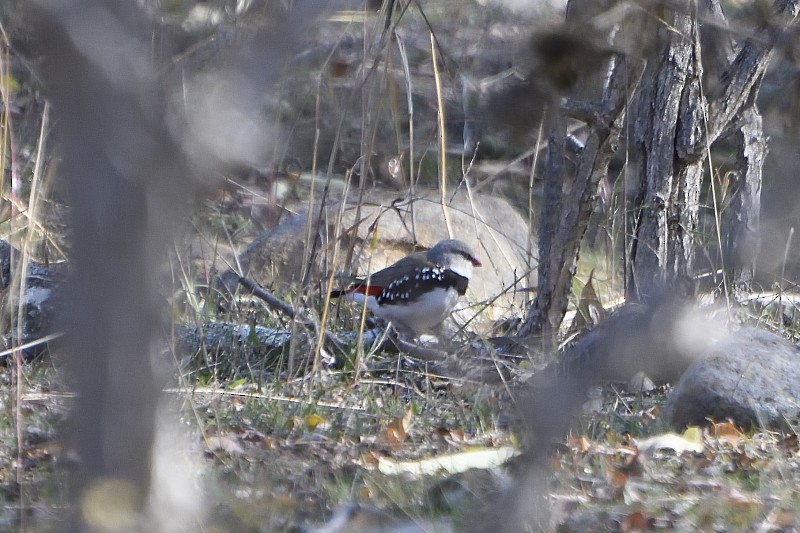 diamantastrild - ML577744011