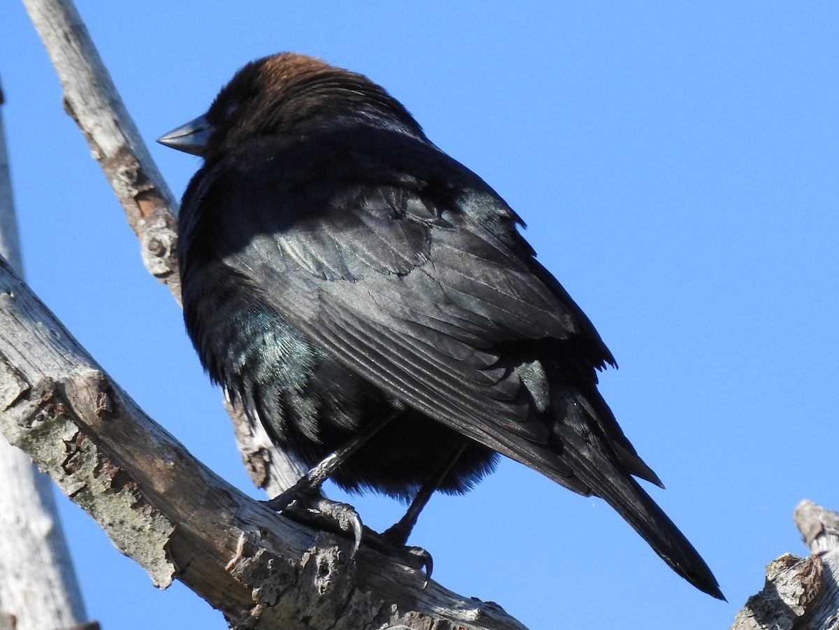 Brown-headed Cowbird - ML57774421