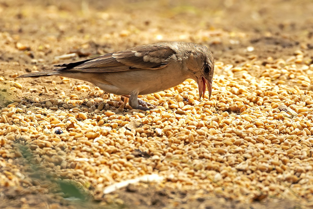 Yellow-throated Sparrow - ML577744661