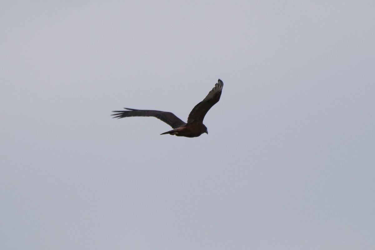 Swamp Harrier - ML577744821