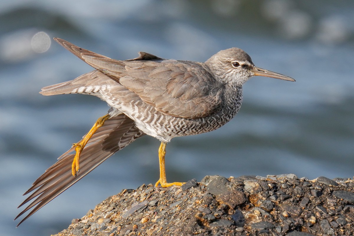 美洲黃足鷸 - ML577745651