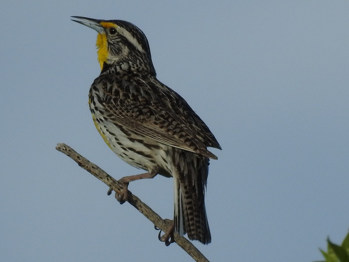 Western Meadowlark - ML57774571