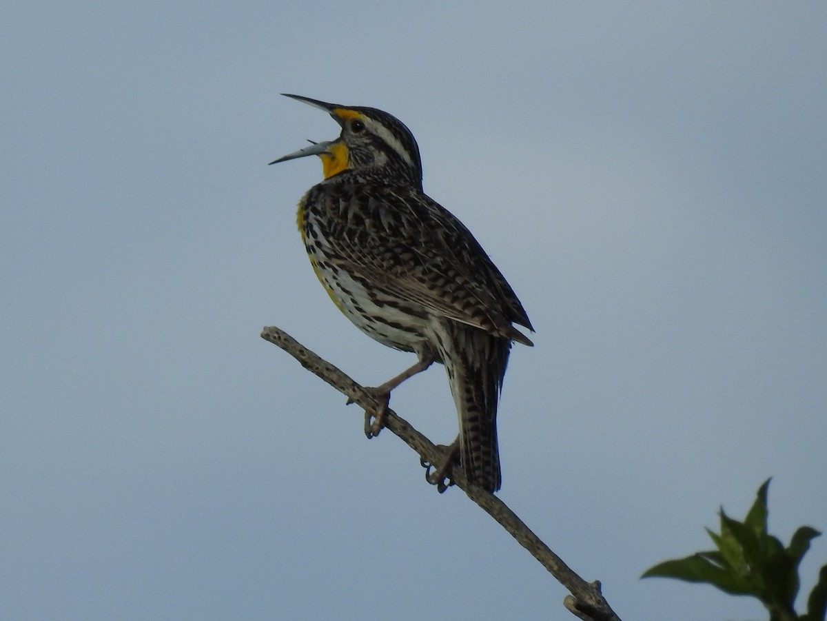 Western Meadowlark - ML57774581