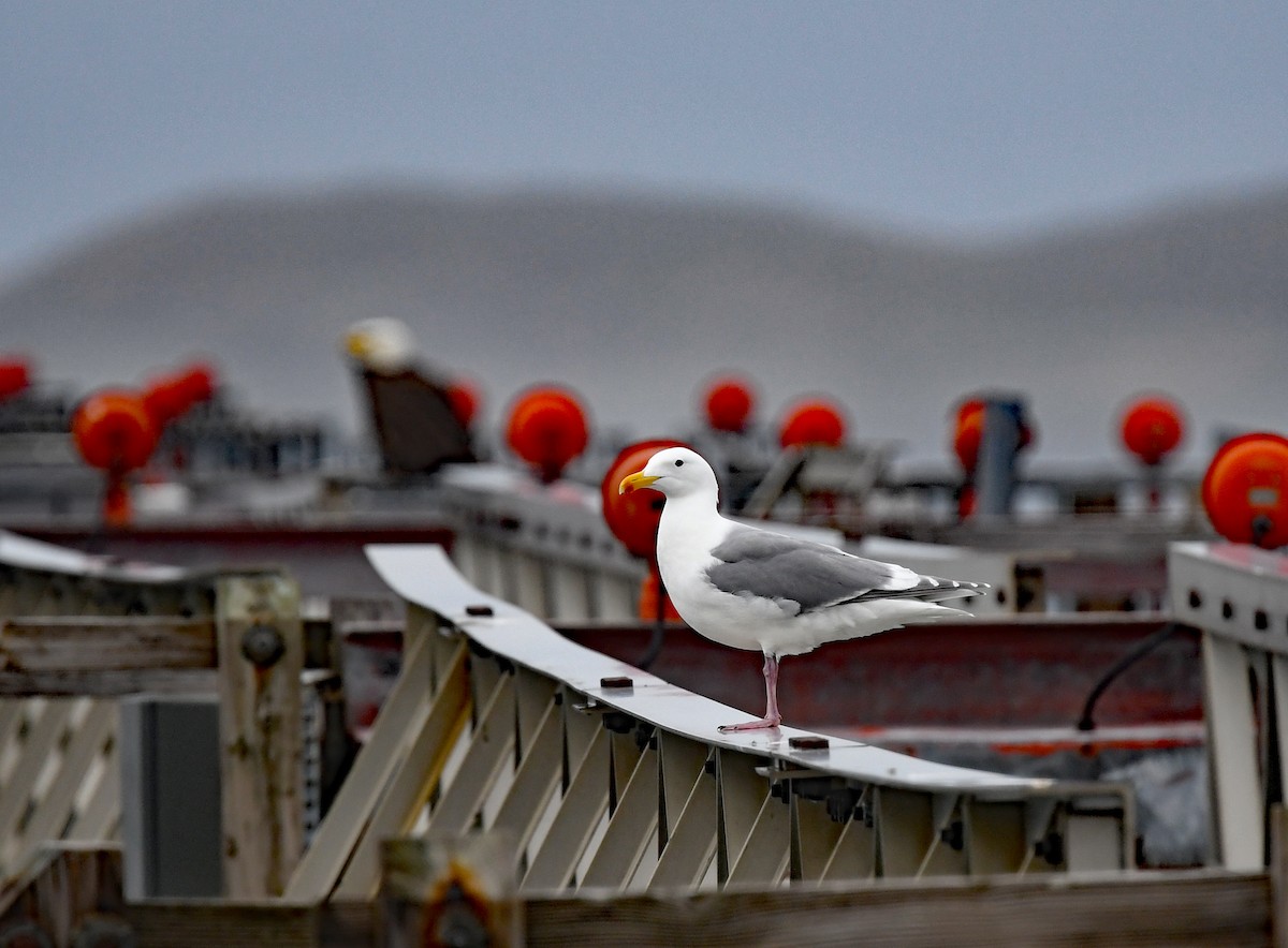 Glaucous-winged Gull - ML577746471