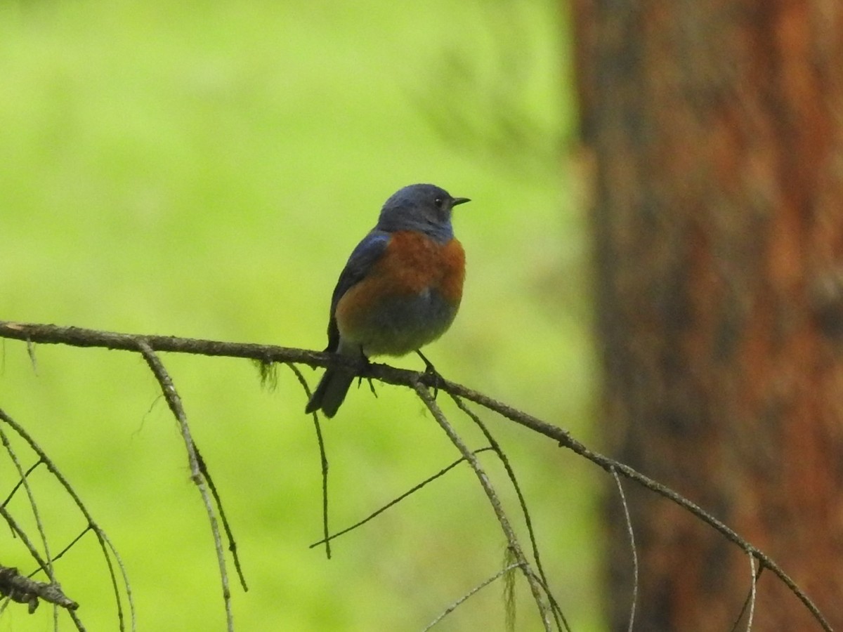 Western Bluebird - ML577747081