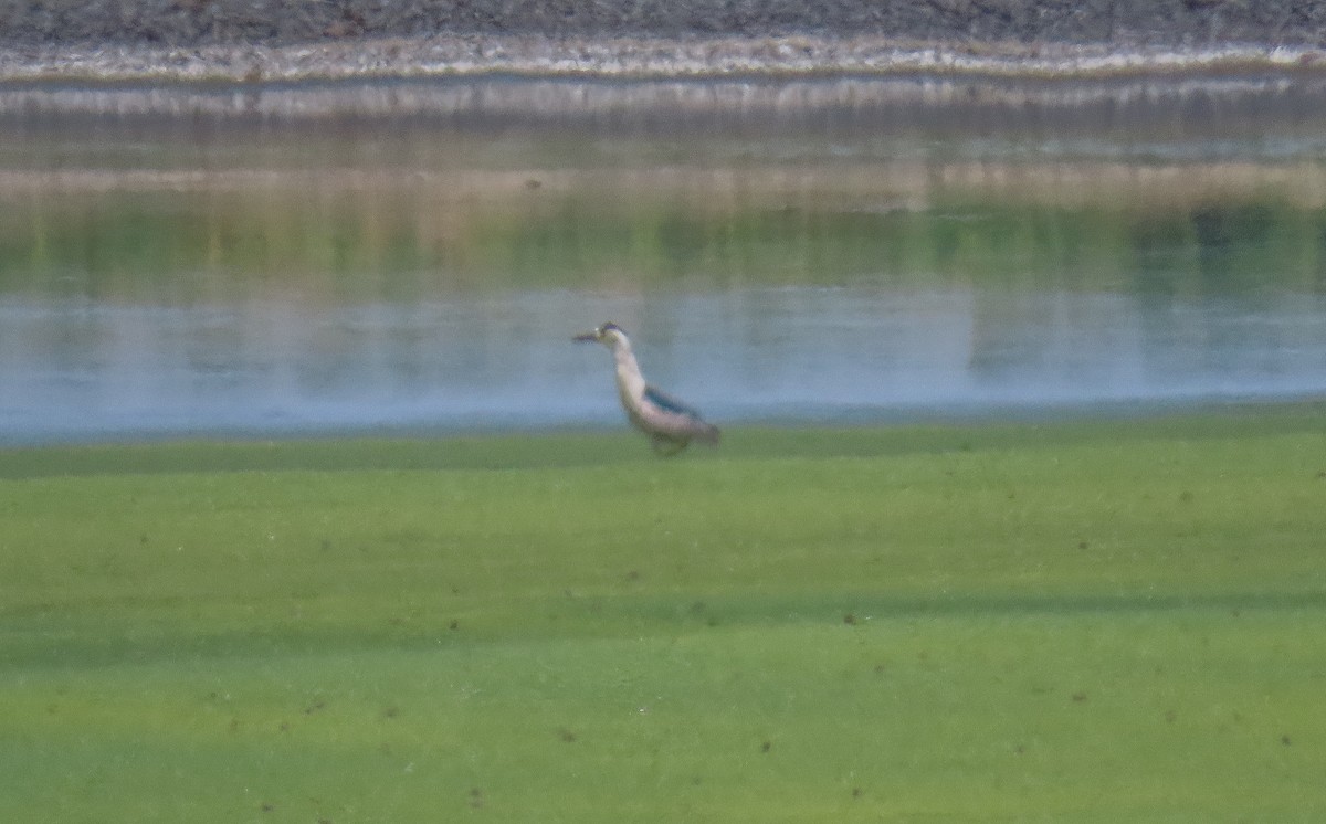 Black-crowned Night Heron - ML577747391