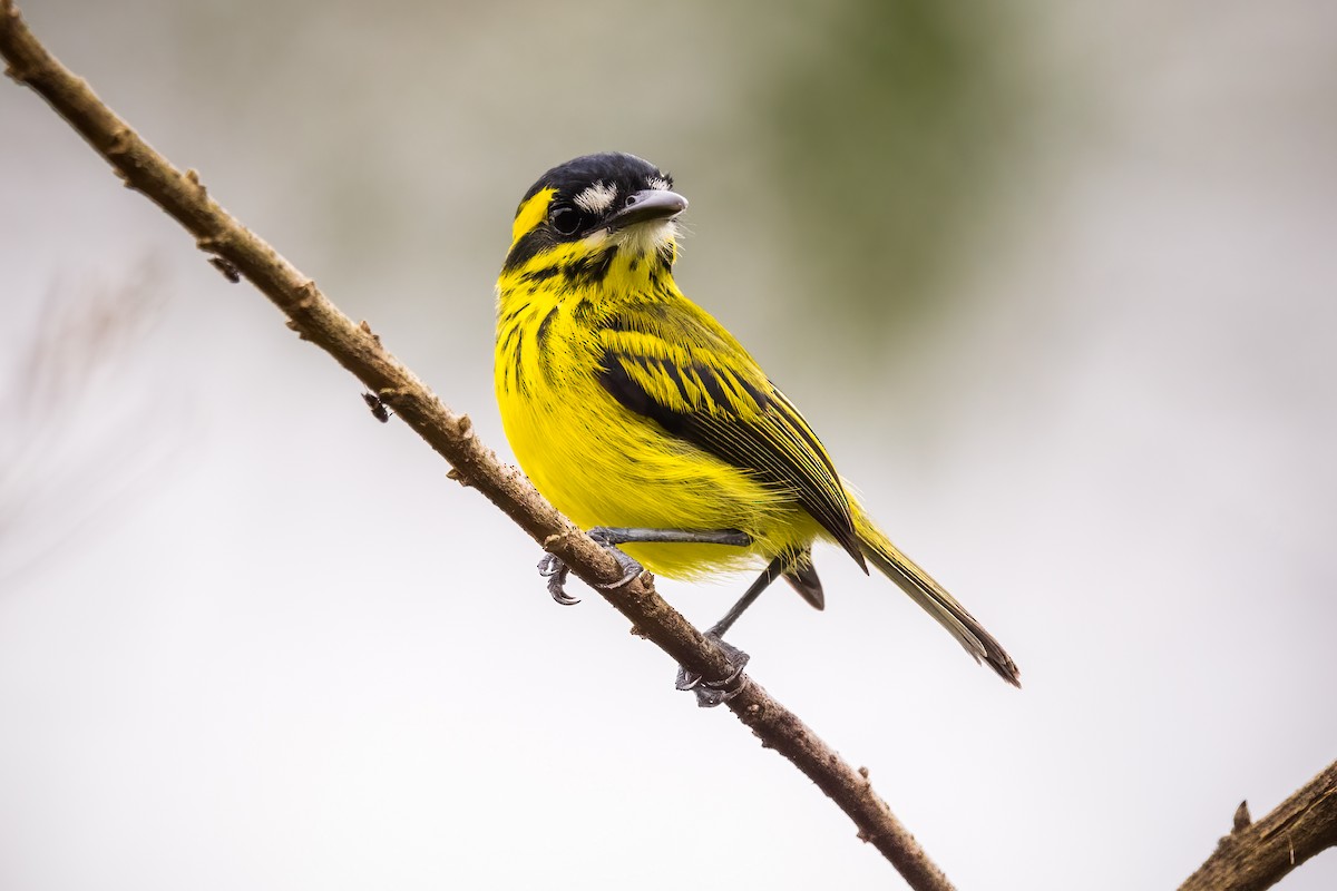 Yellow-browed Tody-Flycatcher - Chris Thomas