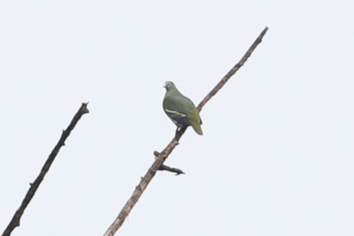 Large Green-Pigeon - ML577748451