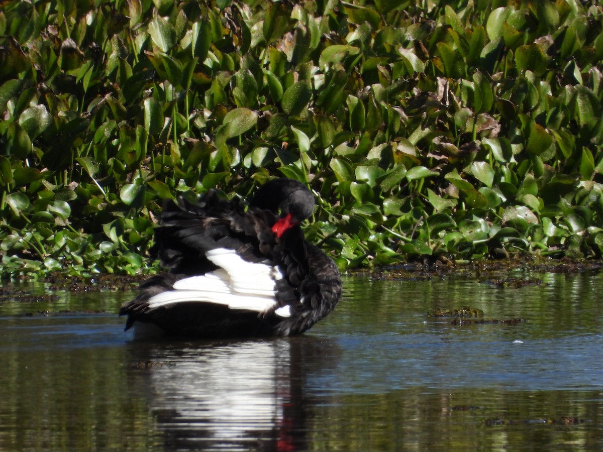 Black Swan - ML577748461