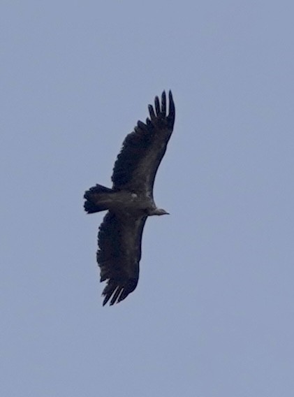 Himalayan Griffon - ML577748521