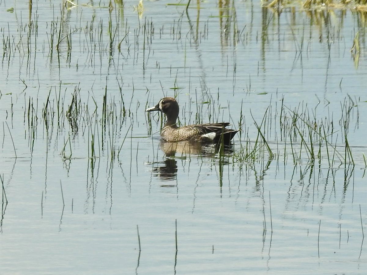 Blue-winged Teal - ML577748651