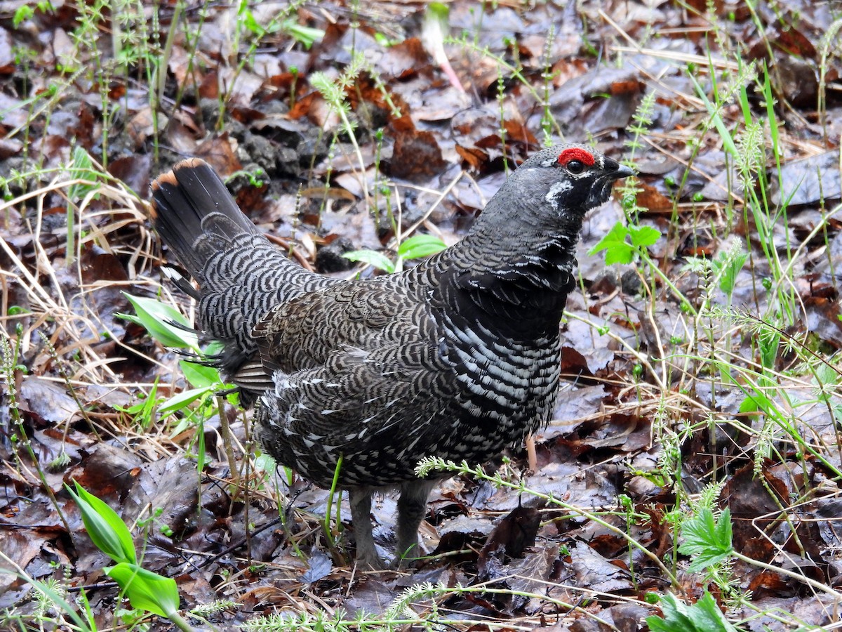 Spruce Grouse - ML577749181