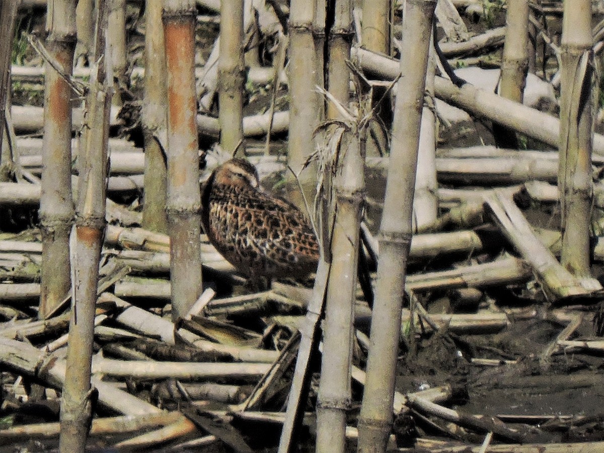 Short-billed Dowitcher - ML577749371