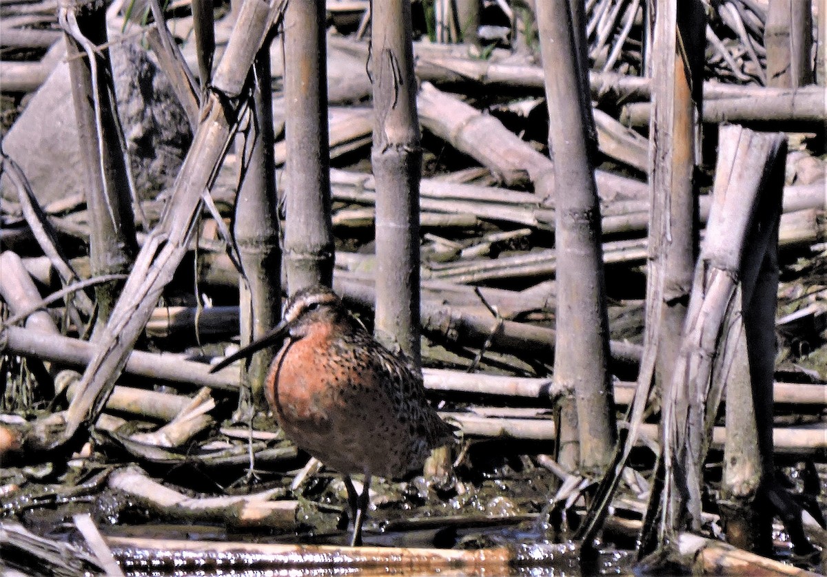 Short-billed Dowitcher - ML577749411