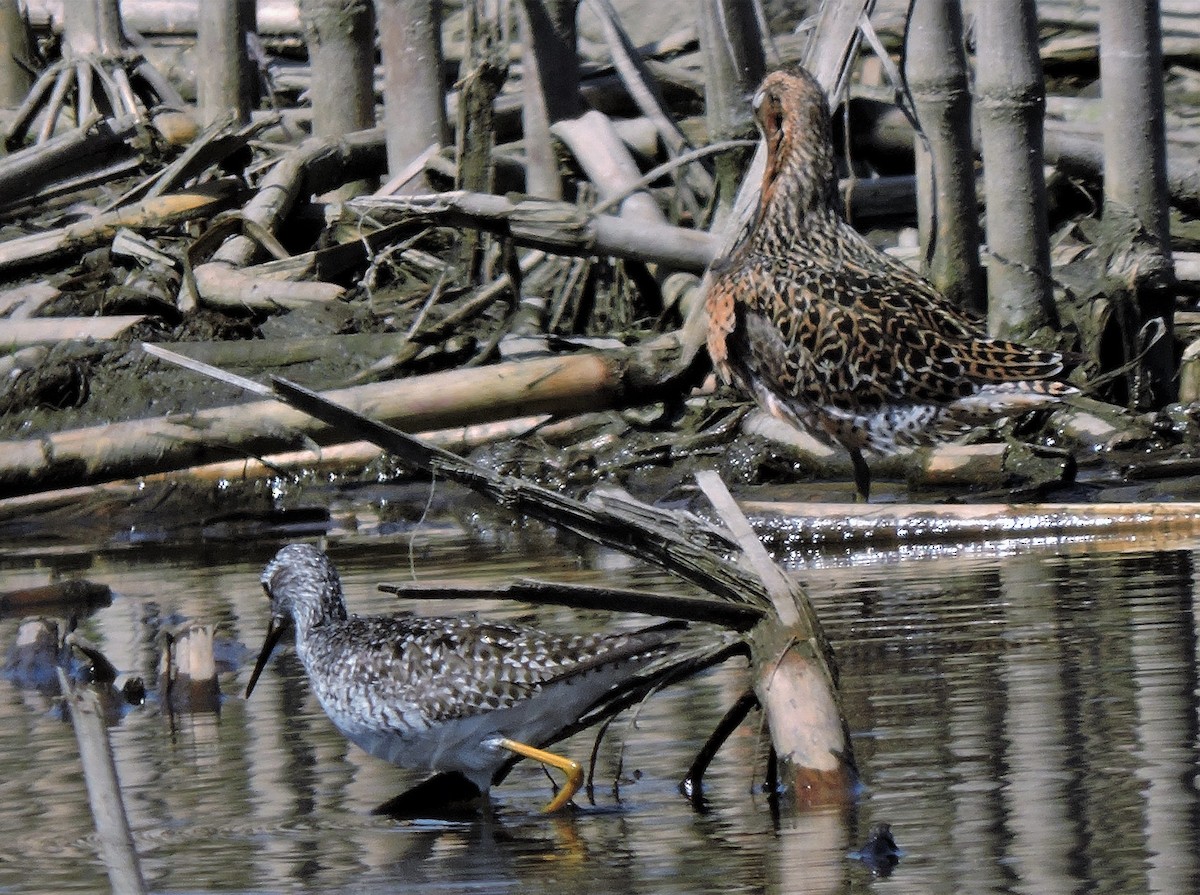 Short-billed Dowitcher - ML577749451