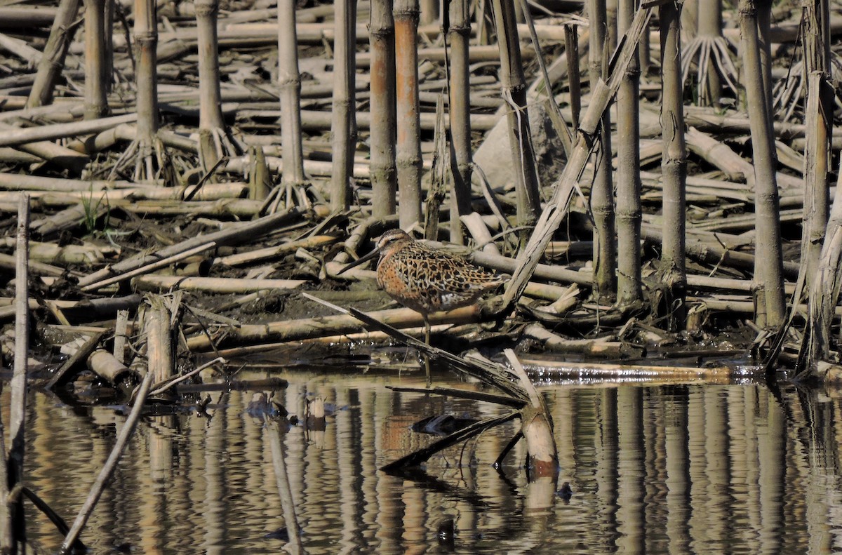 Short-billed Dowitcher - ML577749581