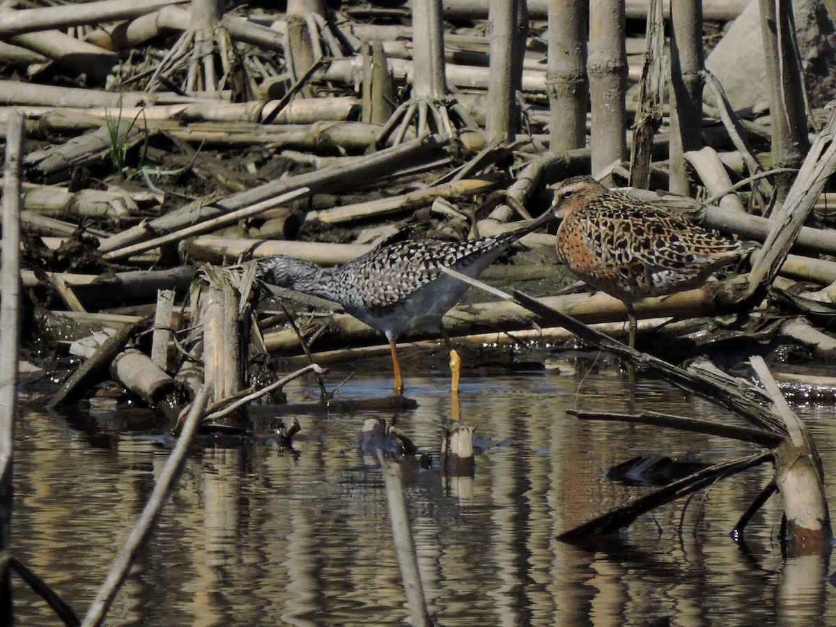 Short-billed Dowitcher - ML577749591